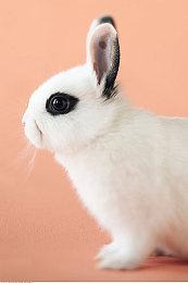 回合策略游戏《暴君的祝福》发售日公开 自带中文